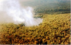 В России горят леса